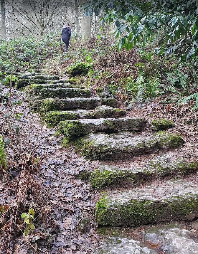 Worn mossy stone steps climbing through winter woodland in the grounds at Lowther Castle