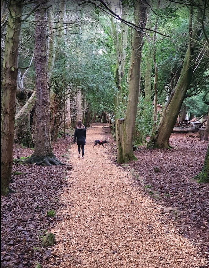 Walking a dog on a lead along a bark-chip path through the woodland at Lowther Castle in winter