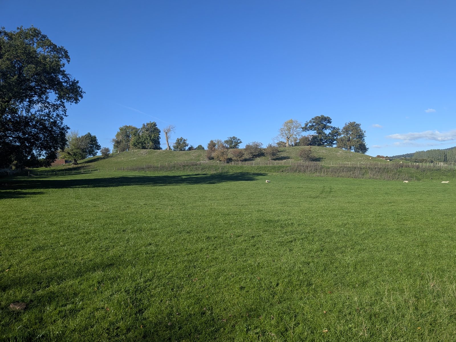 The long grassy bank of Mayburgh Henge seen from the field outside, topped with trees