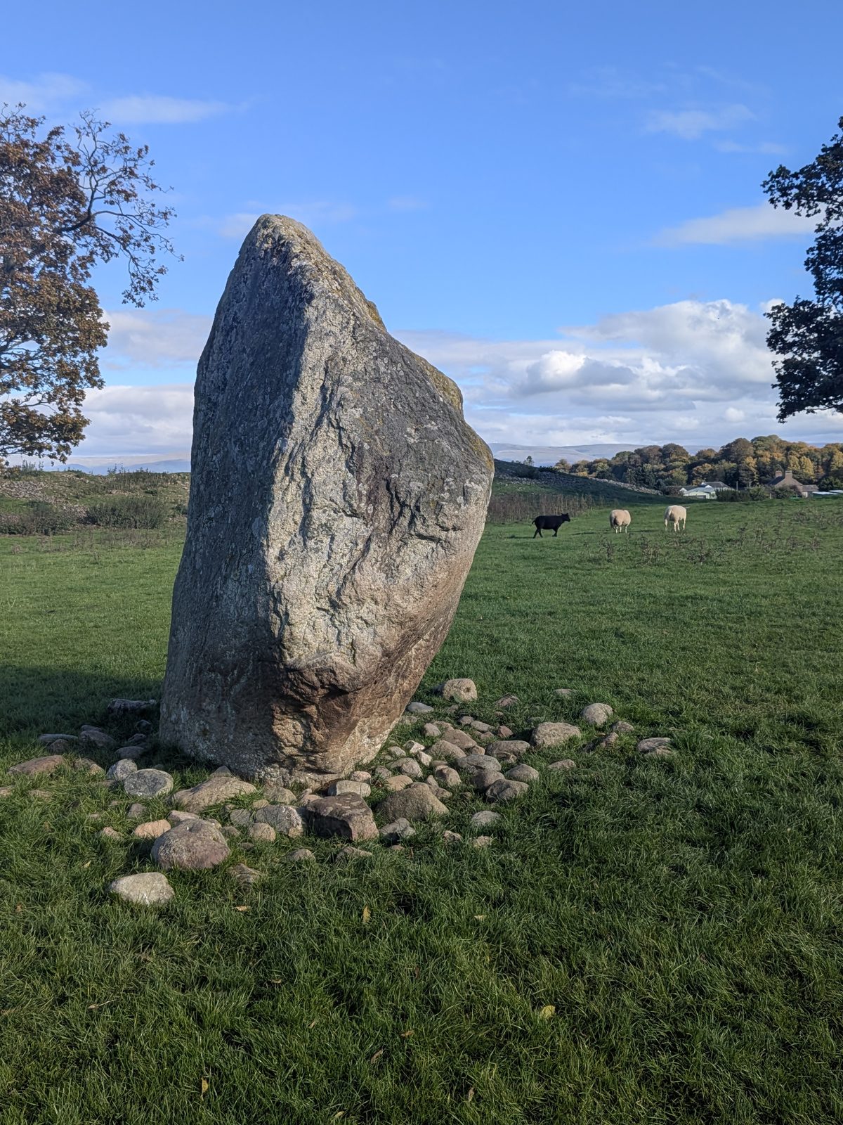 The standing stone at Mayburgh Henge close up, with cobbles at its base and sheep in the field behind