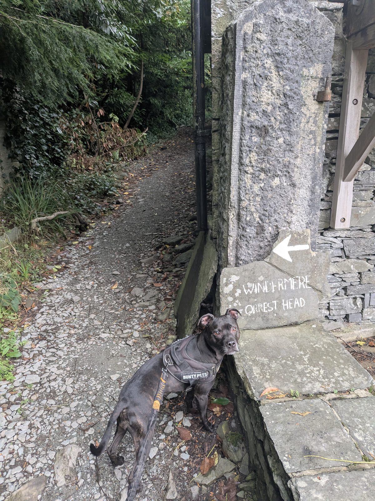 Cass the Staffordshire Bull Terrier beside a painted stone sign reading Windermere and Orrest Head