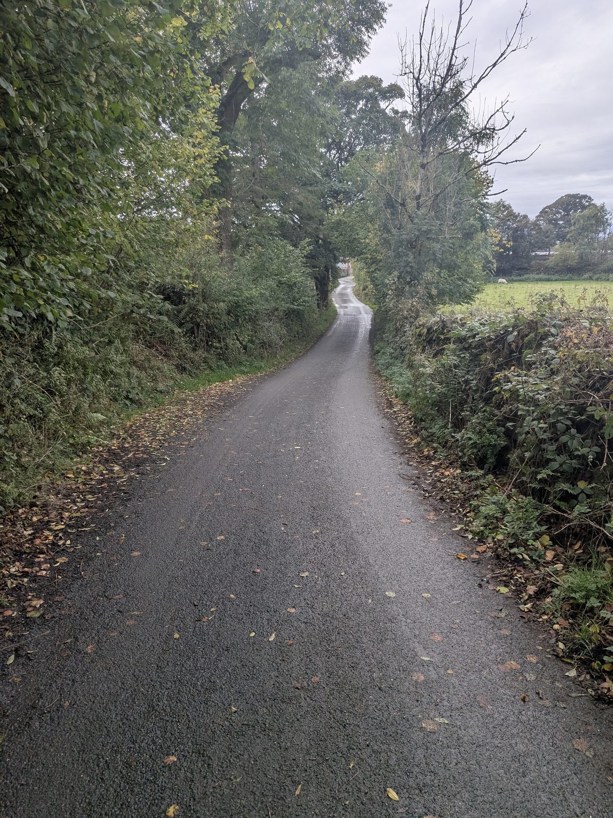 A narrow tarmac lane between hedges below Orrest Head