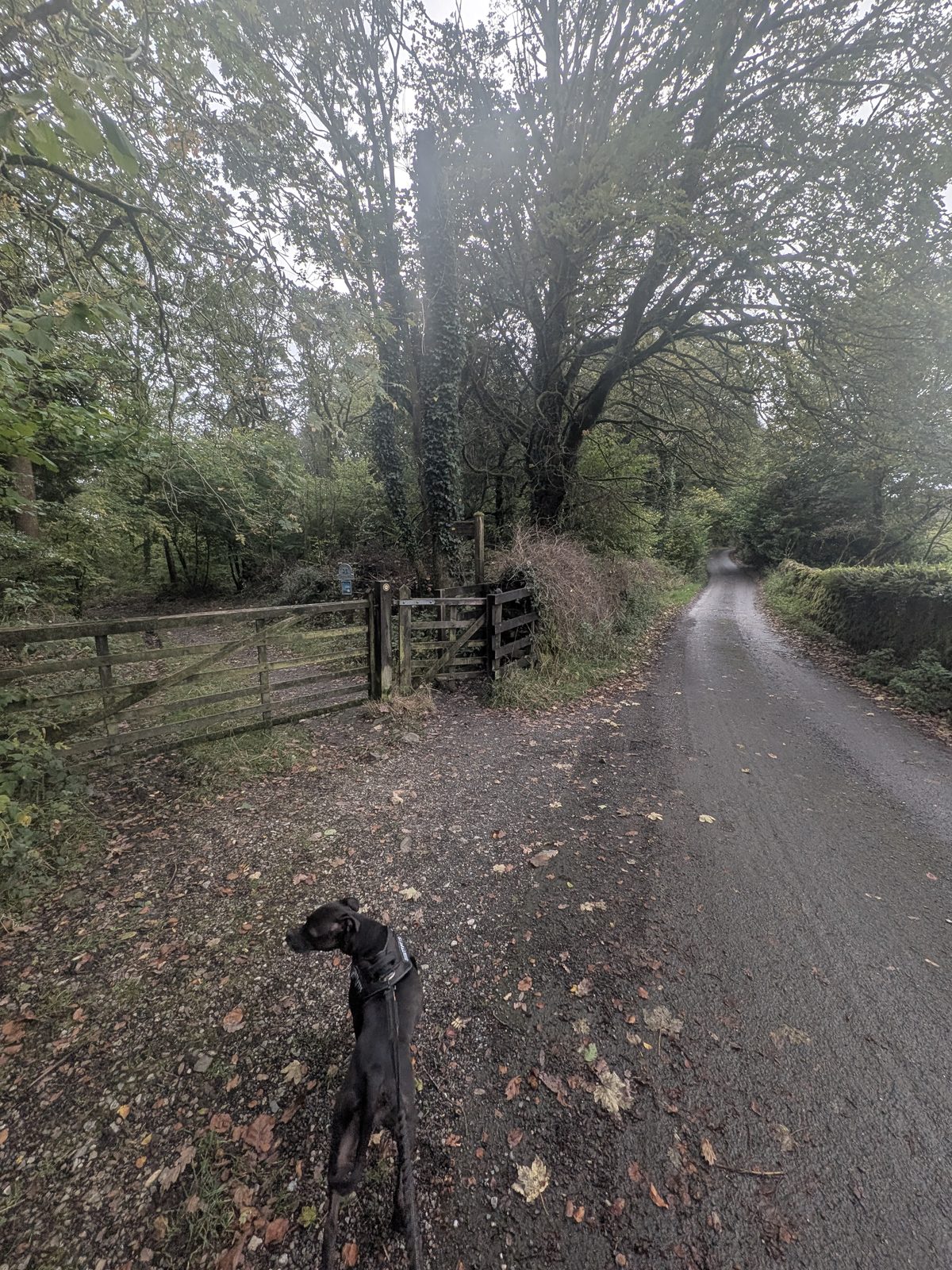 Cass the Staffordshire Bull Terrier at the footpath gate where the route leaves the lane for the woods