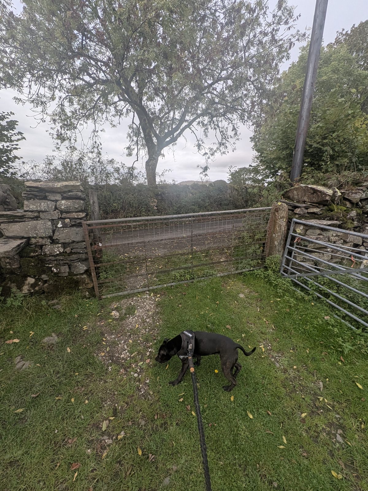 A five-bar gate with a stile beside it leading onto the lane, with Cass the Staffordshire Bull Terrier on the lead
