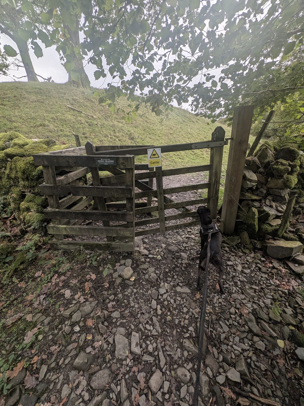 A wooden gate with a stock grazing and cattle sign in a stone wall, with Cass the Staffordshire Bull Terrier on the lead