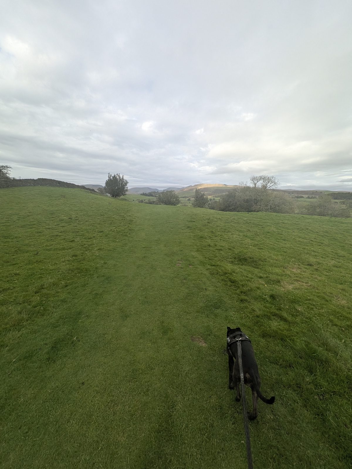 Cass the Staffordshire Bull Terrier on the lead heading down open pasture from Orrest Head
