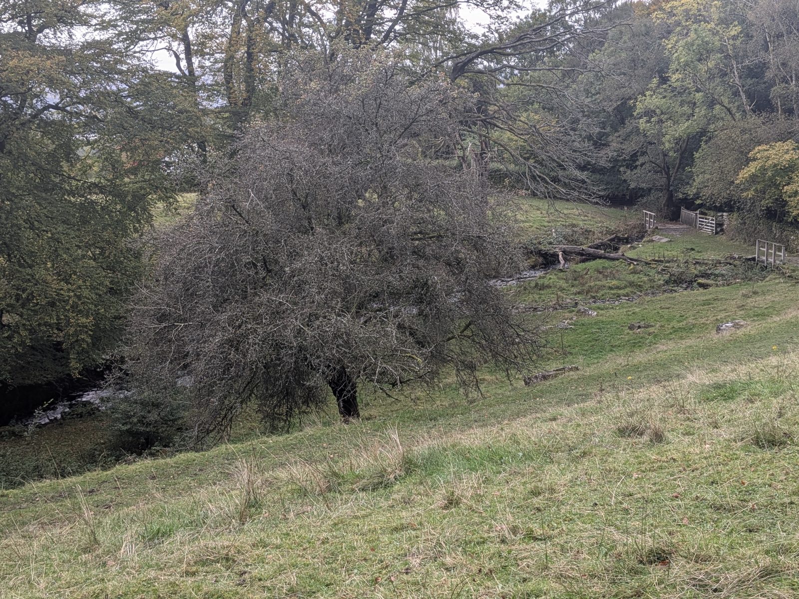 A stream running along the bottom of a grassy slope under trees on the way back from Orrest Head