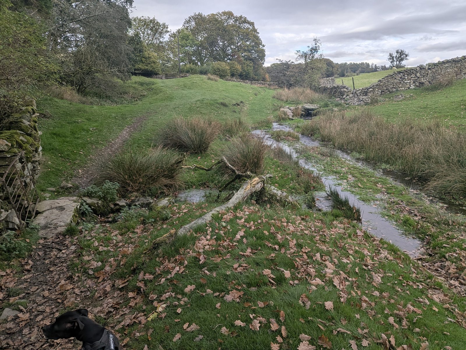 A grassy track beside a stream near the farm below Orrest Head, with Cass the Staffordshire Bull Terrier in the corner of the frame