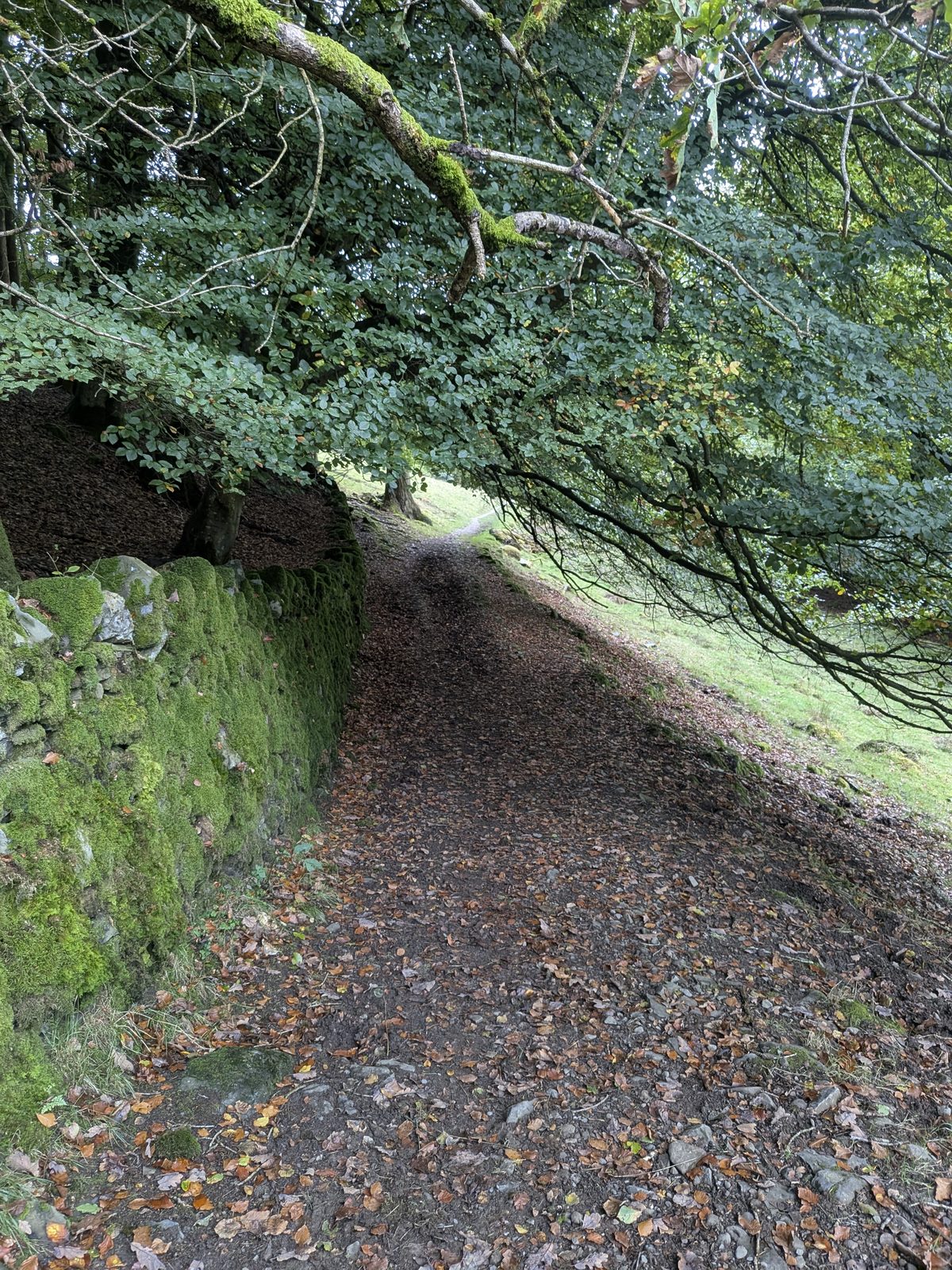 A stony track between a mossy wall and overhanging trees