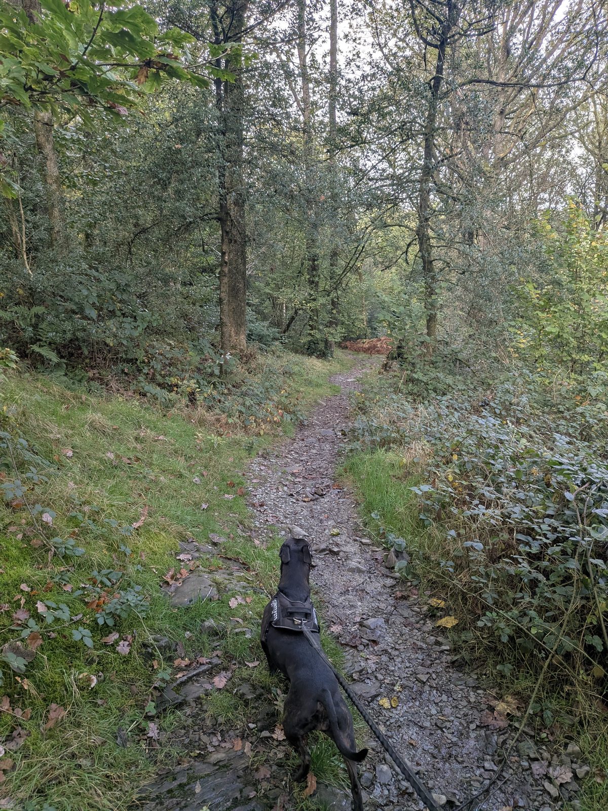 Cass the Staffordshire Bull Terrier on the lead on a stony woodland path up Orrest Head