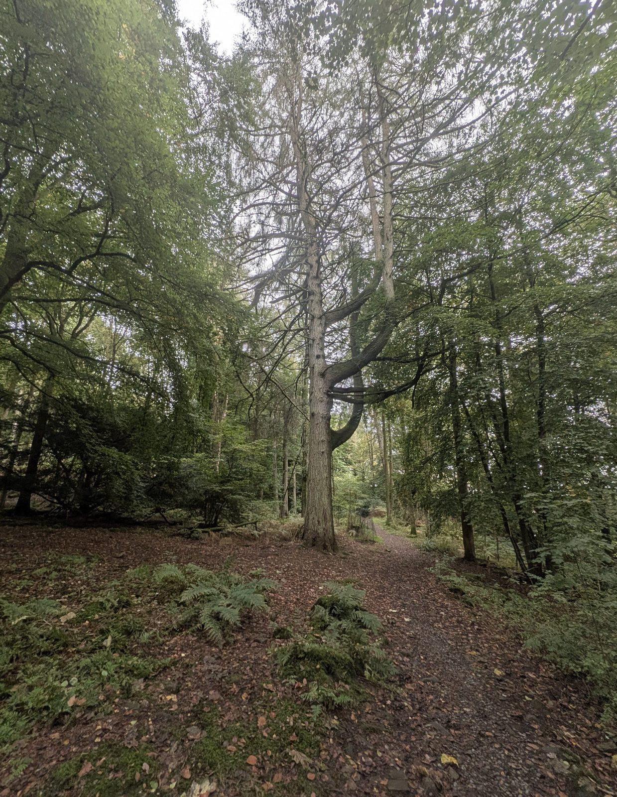 A tall tree among the woodland on the path back towards Windermere