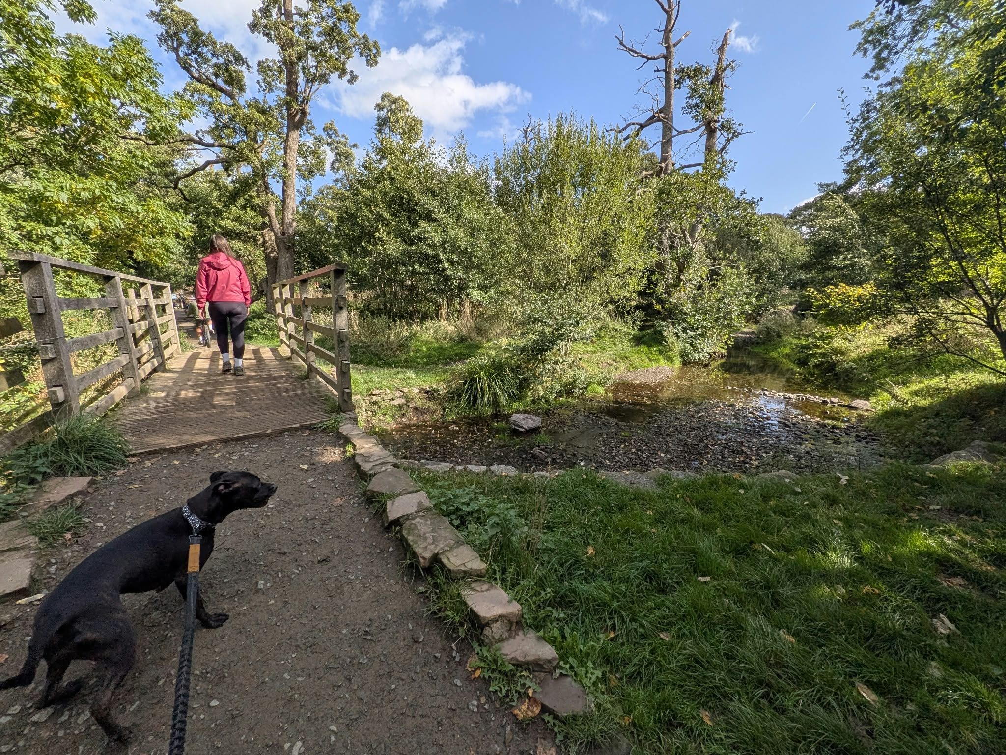 A wooden footbridge over a stream on the Ullswater shore path, with Cass, a Staffordshire Bull Terrier, on the lead