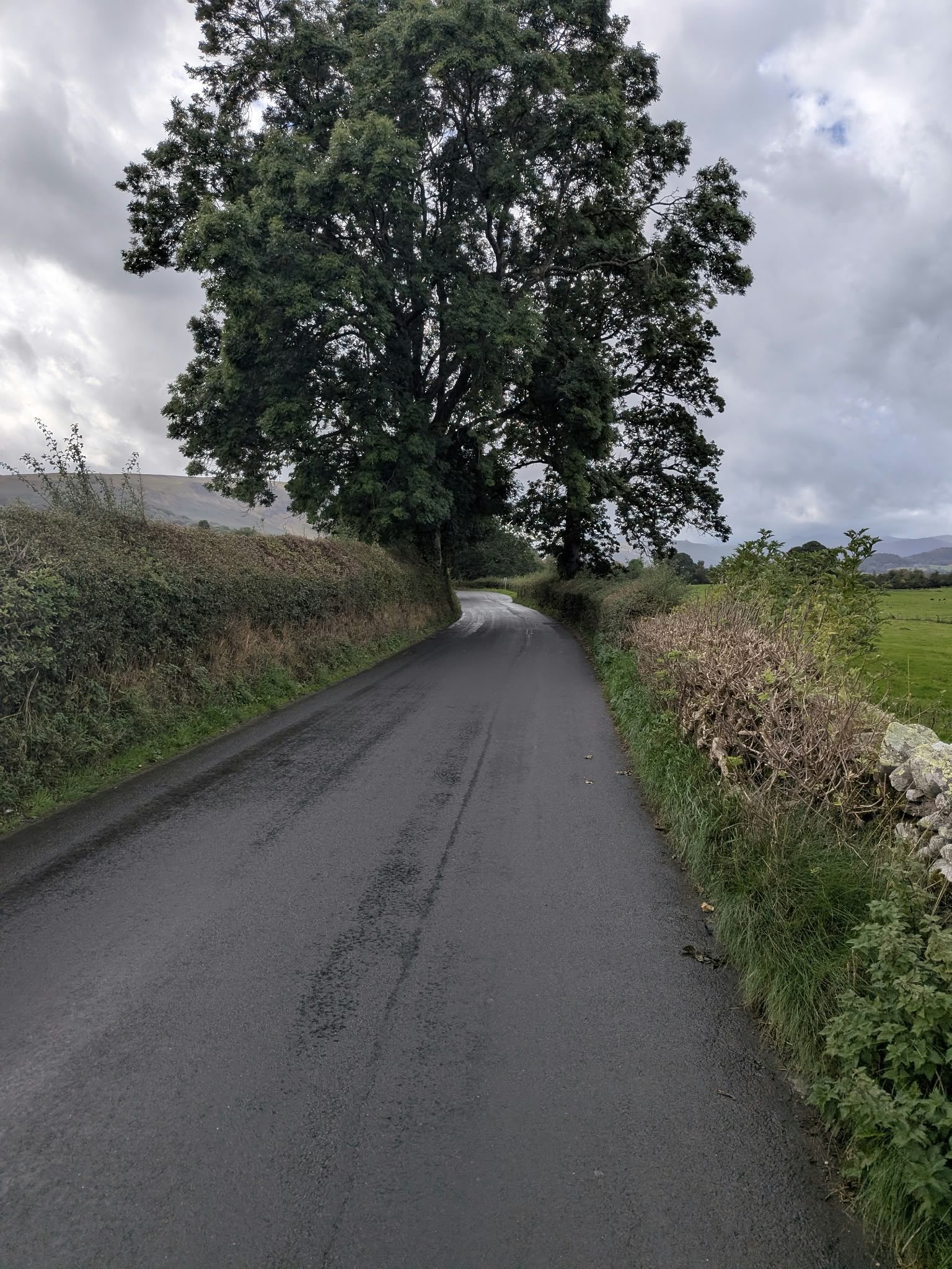 The Howtown road between hedges on the return leg of the Pooley Bridge circular walk