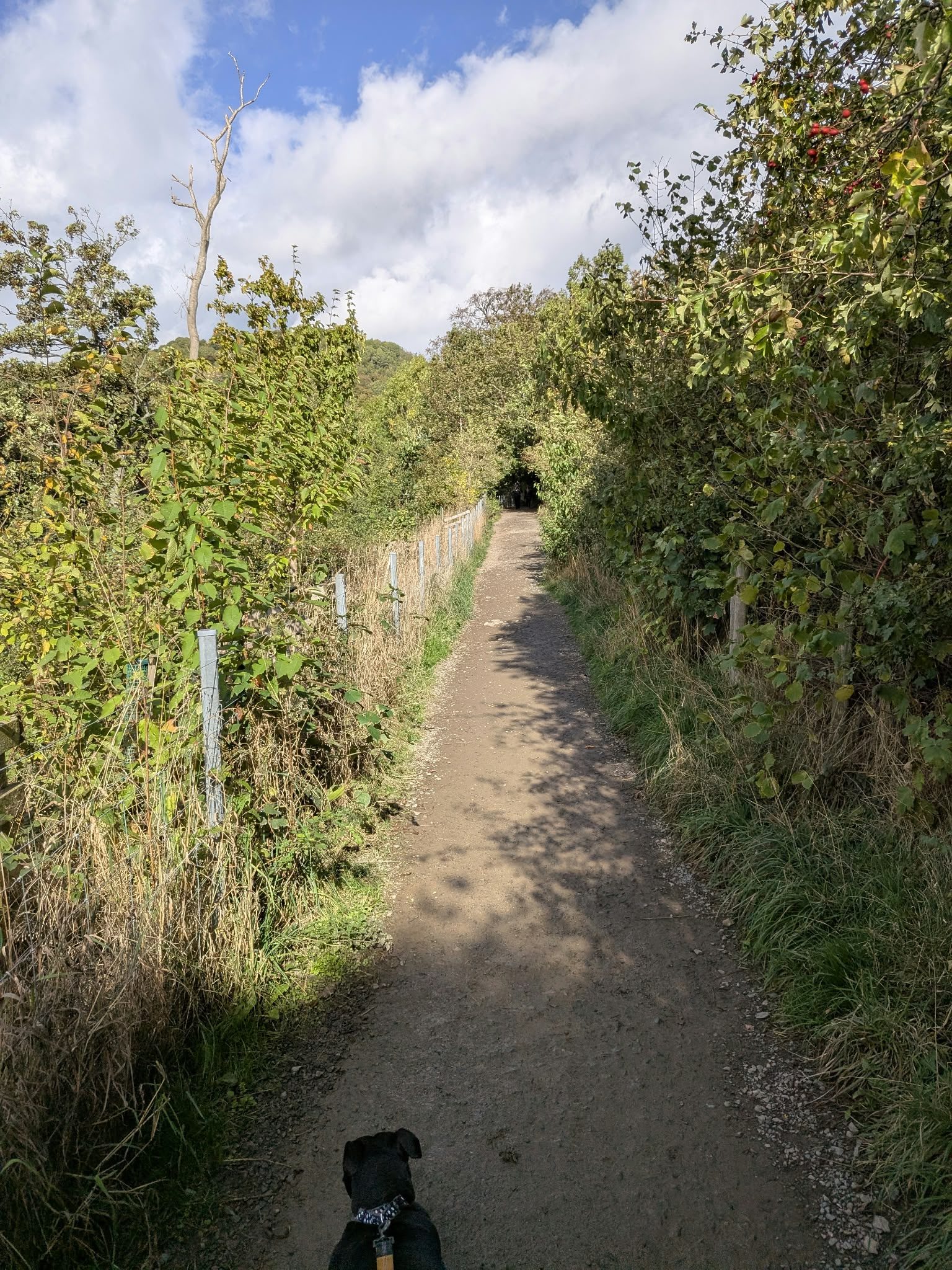 The path climbing from Park Foot jetty, with Cass, a Staffordshire Bull Terrier, on the lead