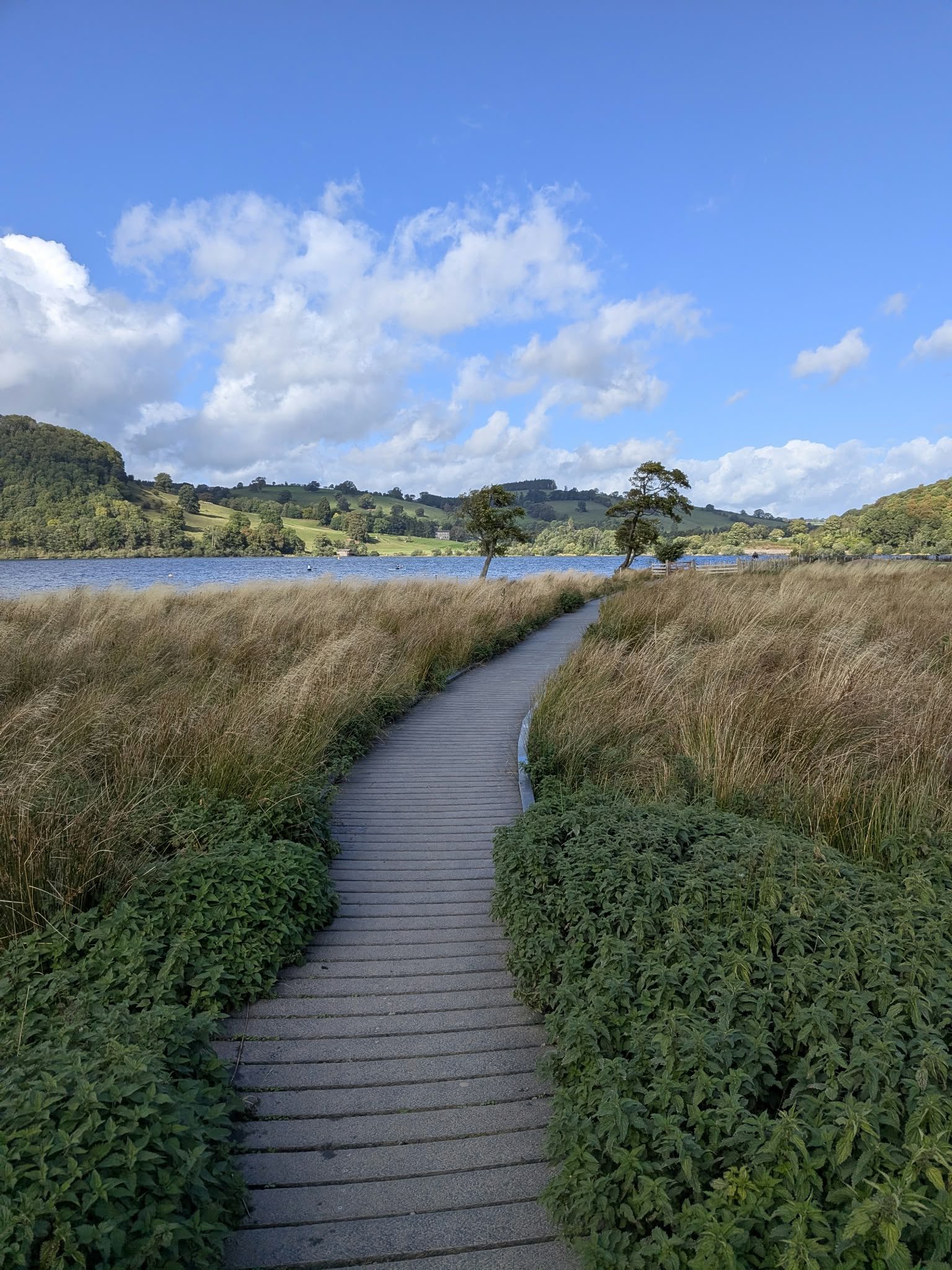A boardwalk through reeds on the Ullswater shore path