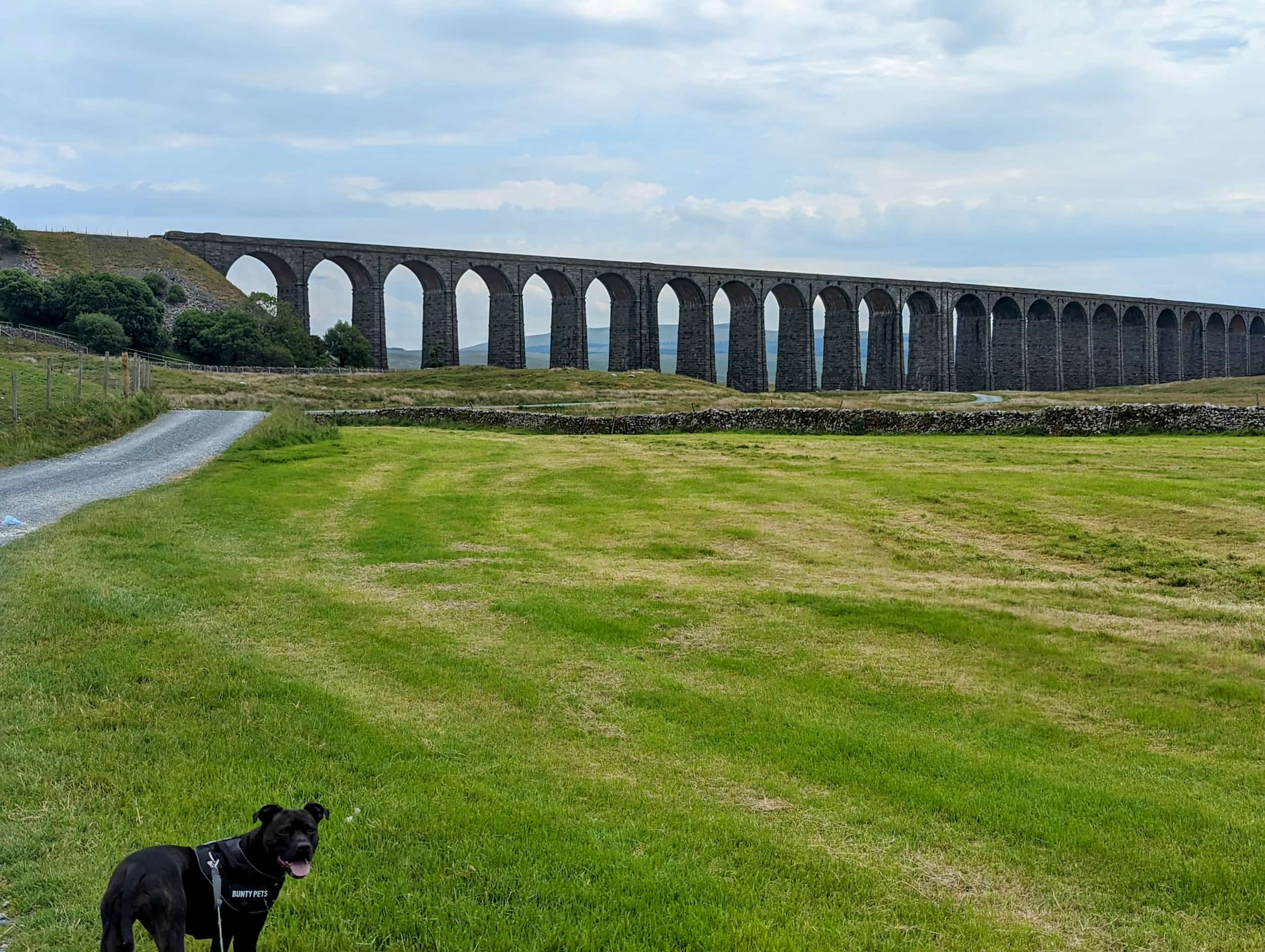 Cass the dog on the moor beneath the Ribblehead Viaduct, Yorkshire Dales