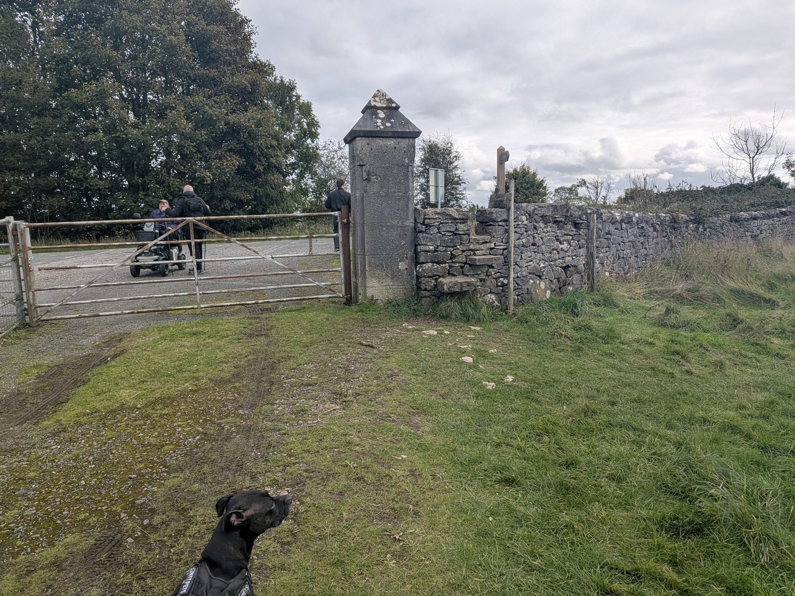 The final gate by a stone gatepost and drystone wall, with Cass, a black Staffordshire Bull Terrier, in the foreground