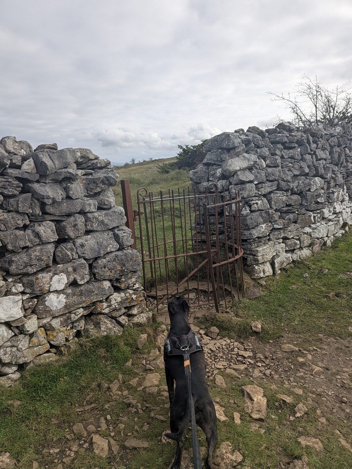 A metal gate in a drystone wall on the Scout Scar walk, with Cass, a black Staffordshire Bull Terrier, on the lead