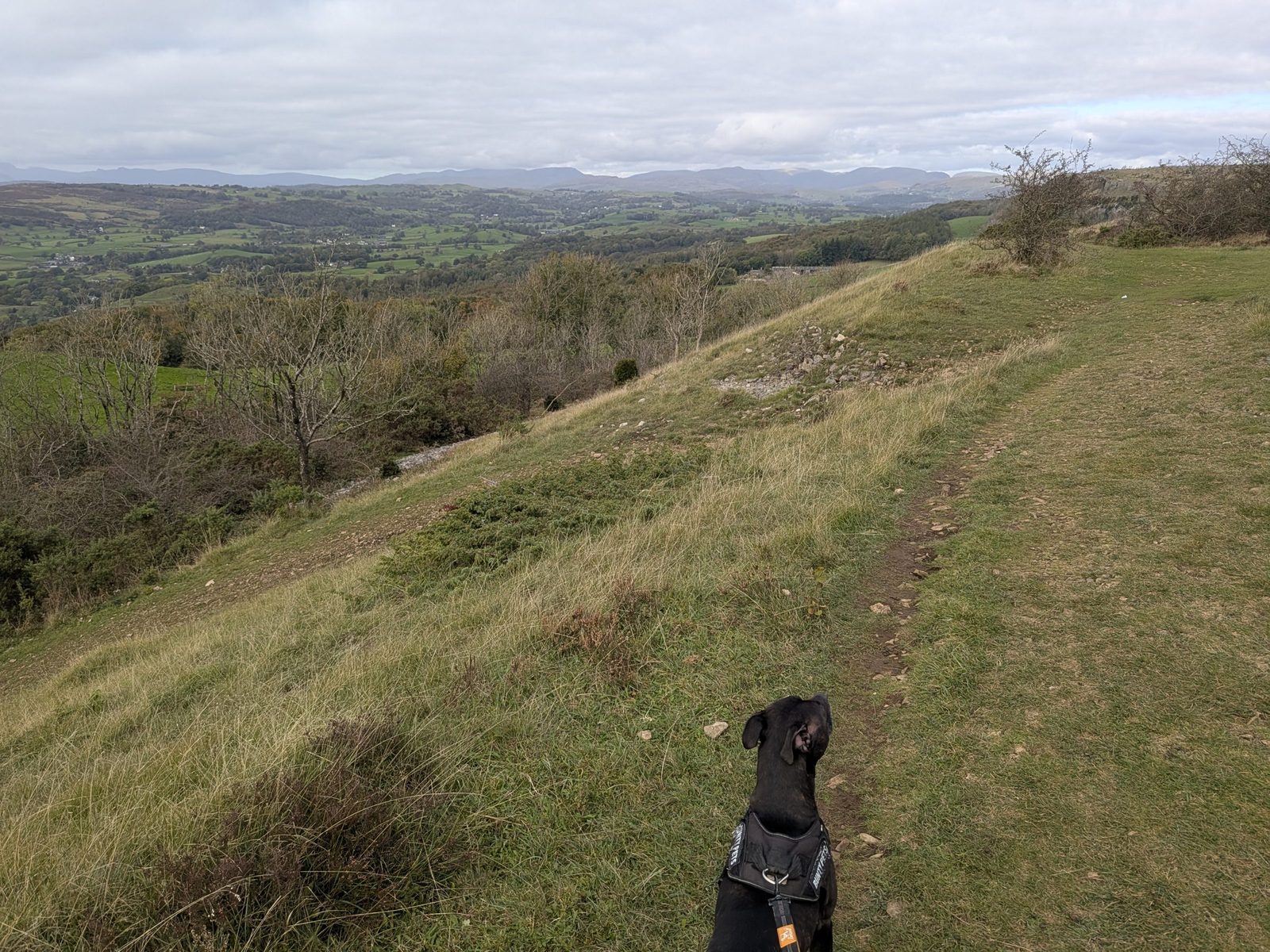 The path along the edge of Scout Scar, with Cass, a black Staffordshire Bull Terrier, on the lead