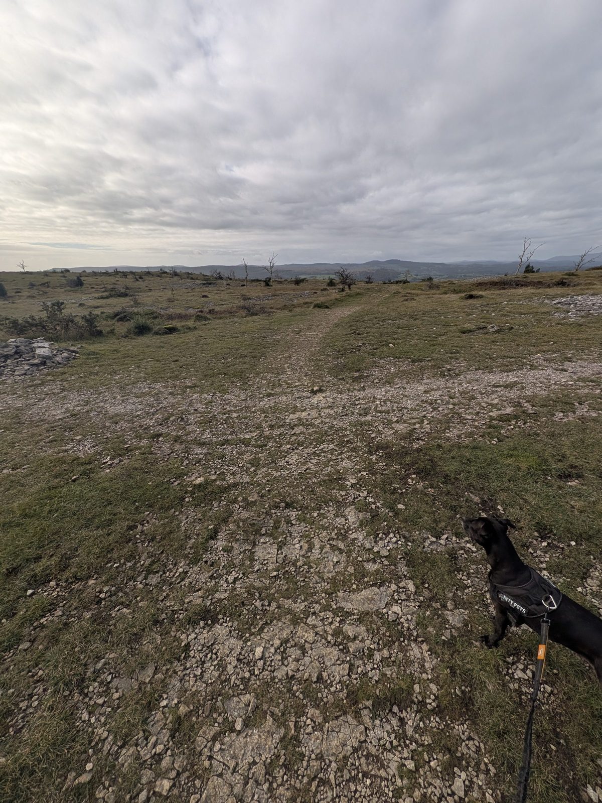 A path junction on Scout Scar across limestone grassland, with Cass, a black Staffordshire Bull Terrier, on the lead