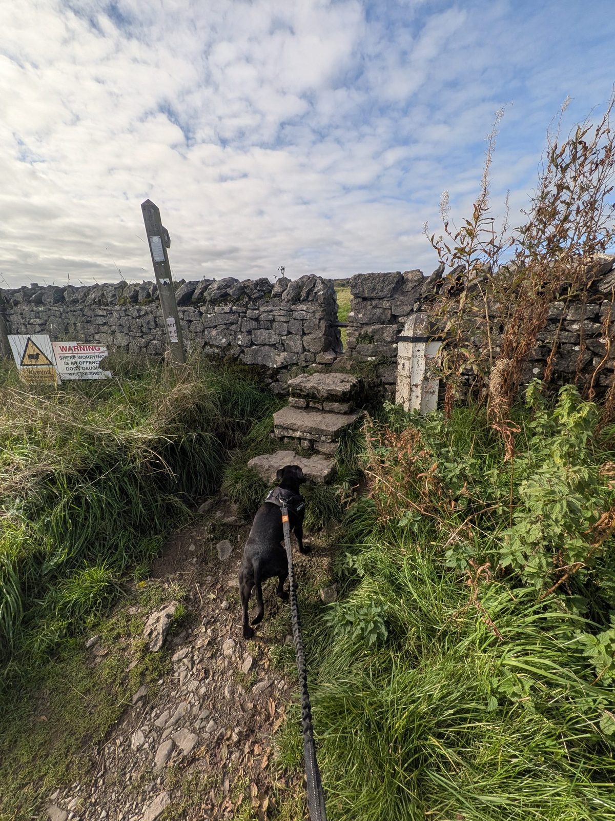 Cass, a black Staffordshire Bull Terrier on the lead, at the stone stile at the start of the Scout Scar walk
