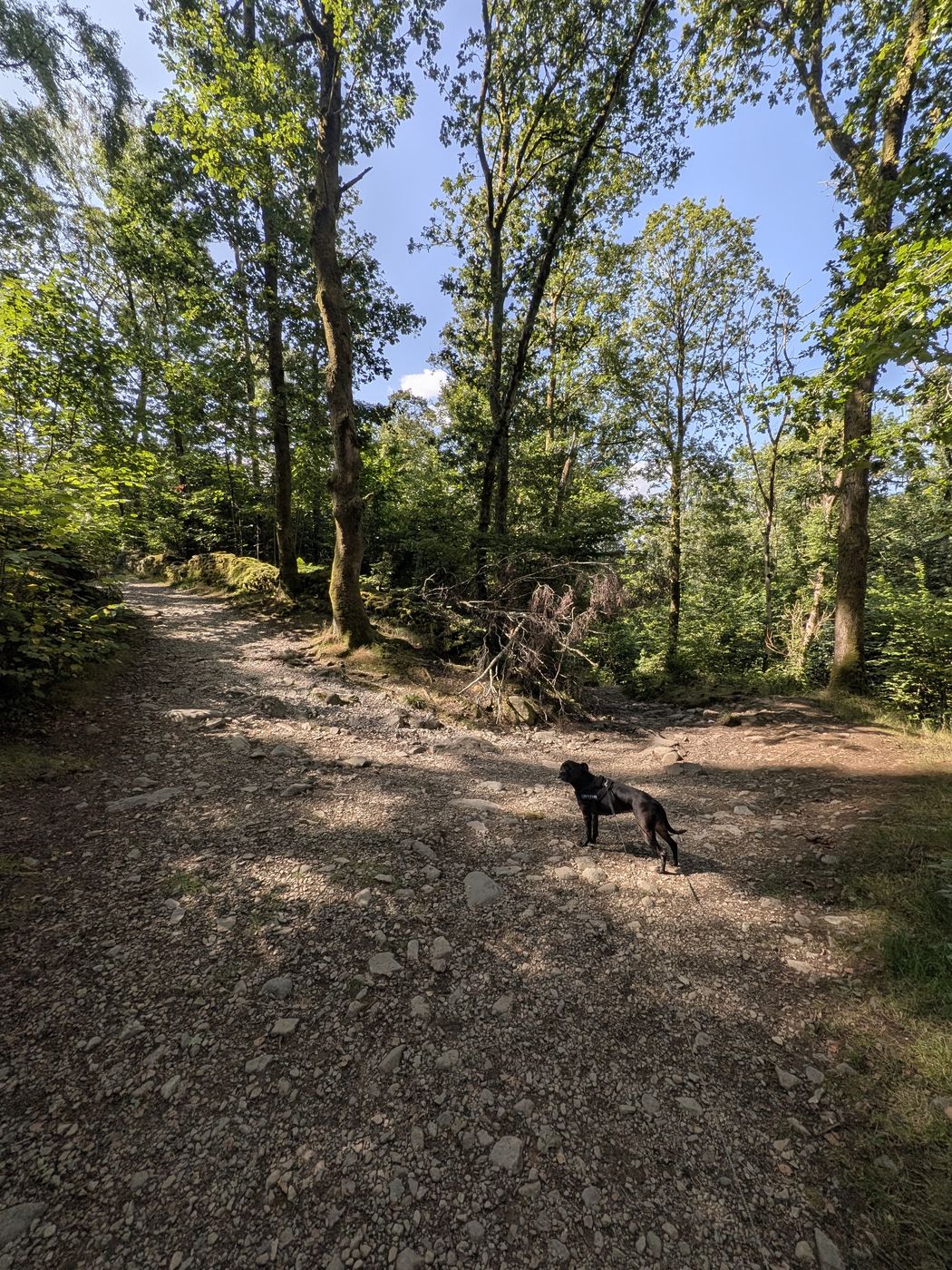 Staffordshire Bull Terrier on the woodland path through Springs Wood