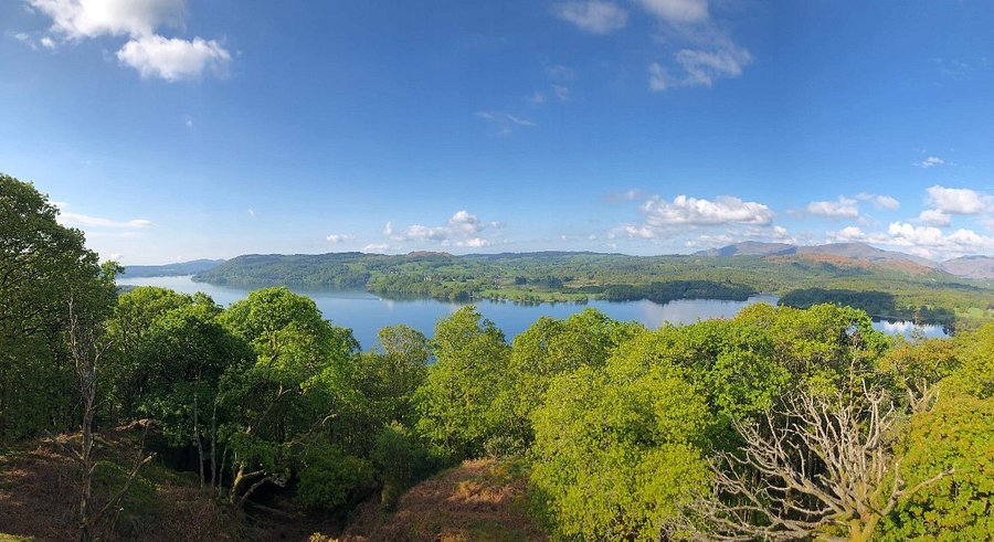 Spring rhododendrons at Stagshaw Garden above Ambleside, Lake District