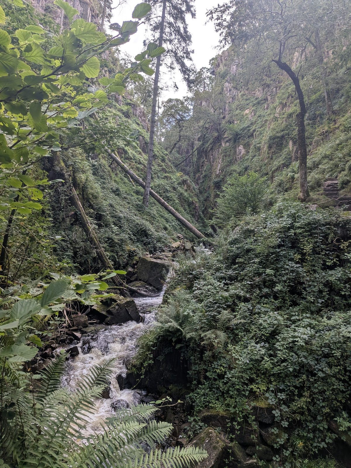 A fallen tree across the Stanley Ghyll gorge, Eskdale