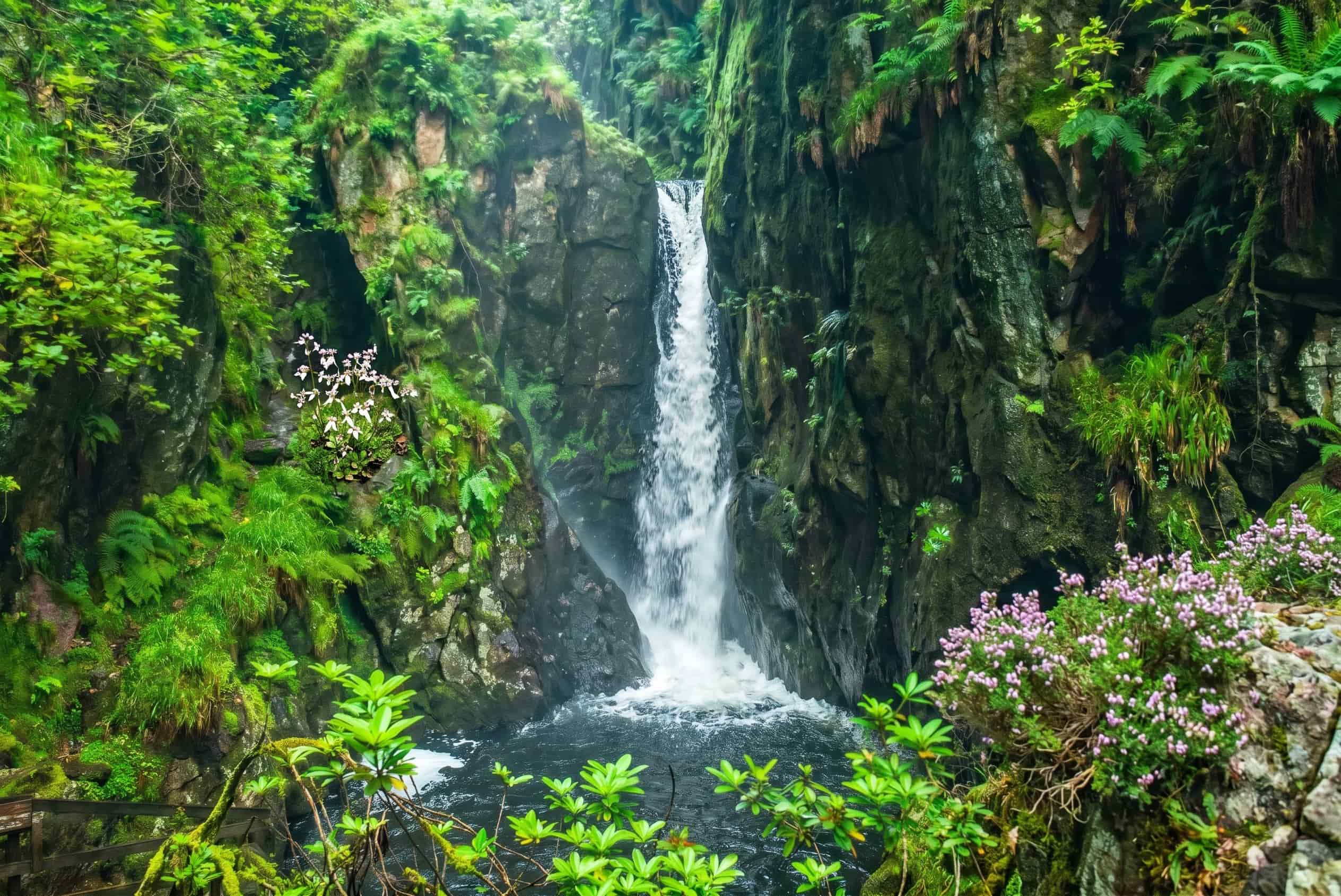 Stanley Ghyll Force dropping into its fern-hung rock gorge in Eskdale, Lake District, with heather in flower on the ledges