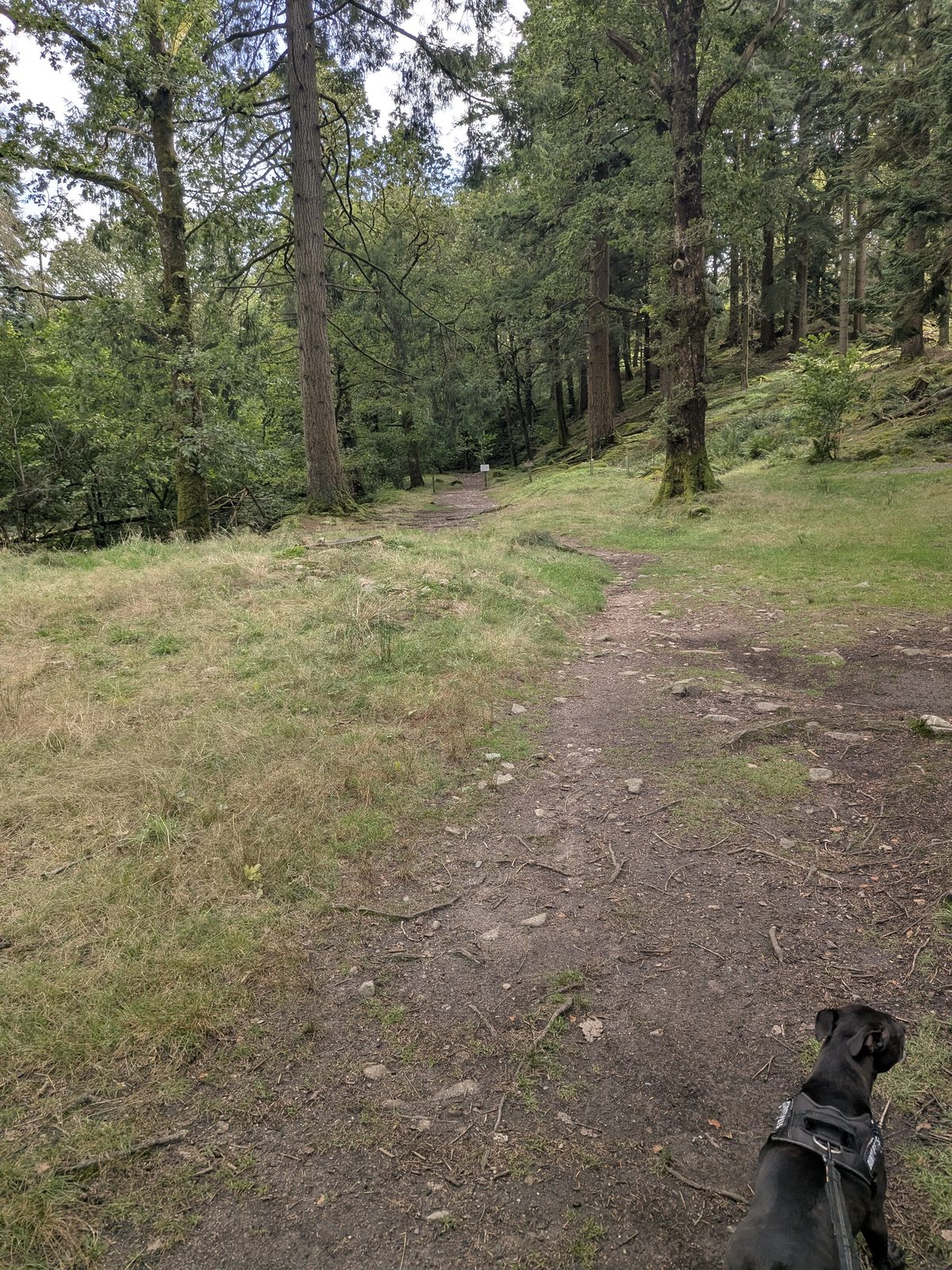 The path through the Stanley Ghyll woods, Eskdale