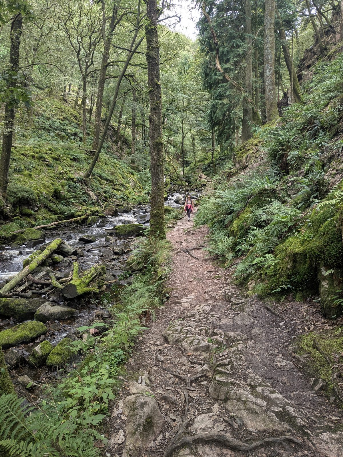 The main path up through the woods at Stanley Ghyll, Eskdale