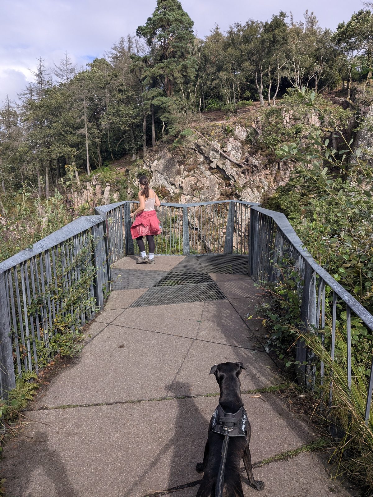 Cass the Staffordshire Bull Terrier on the viewing platform for the upper falls at Stanley Ghyll Force, Eskdale