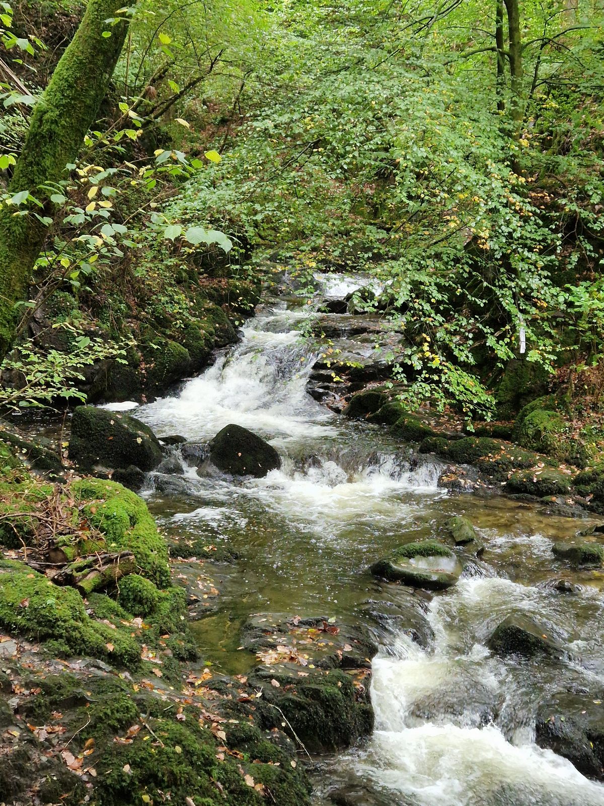 White water cascading over rocks between mossy banks in the ghyll