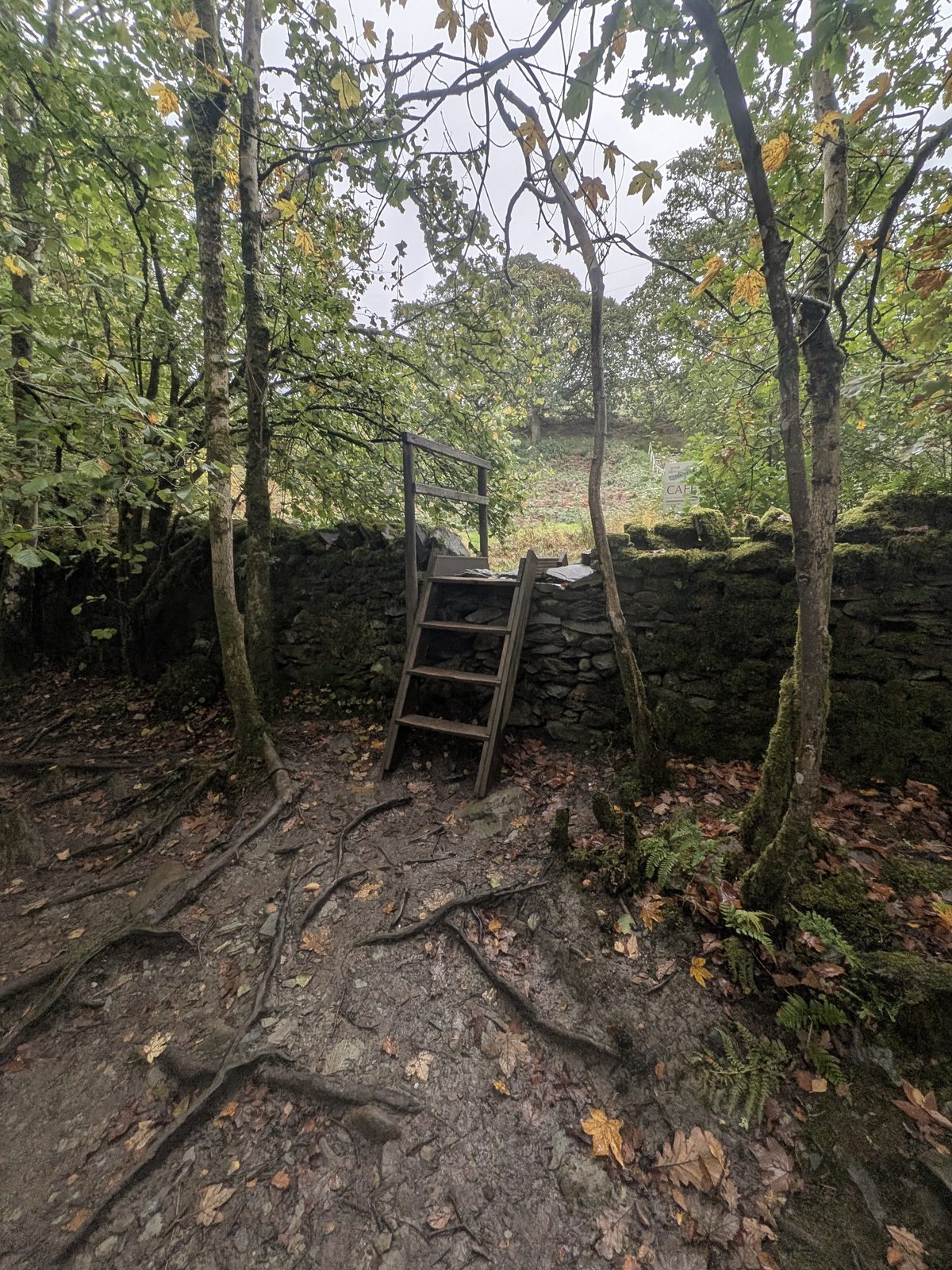 A wooden ladder stile over a stone wall at the top of the woods, among bare-trunked trees