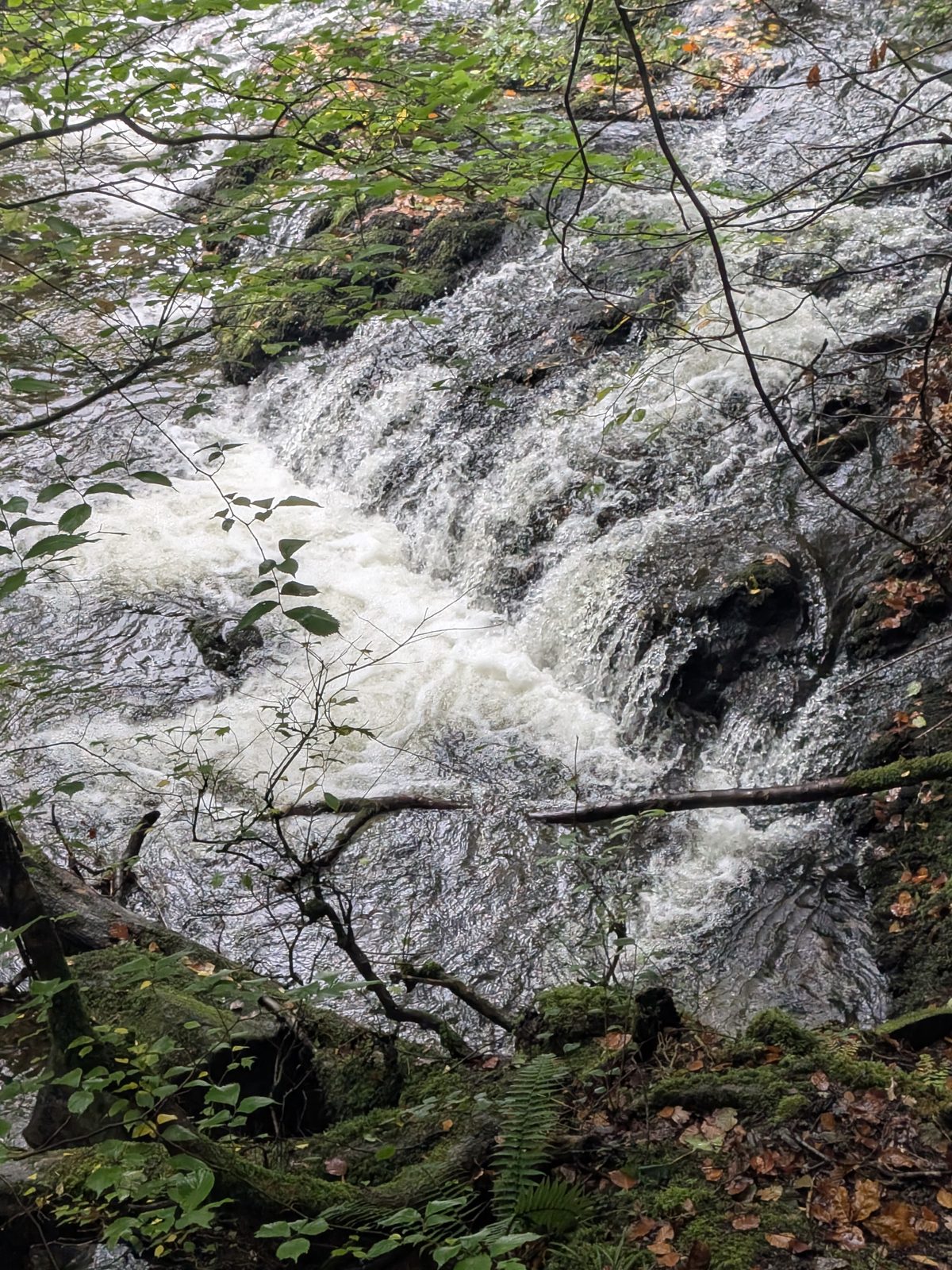 White water tumbling over dark rocks in the beck, seen from above