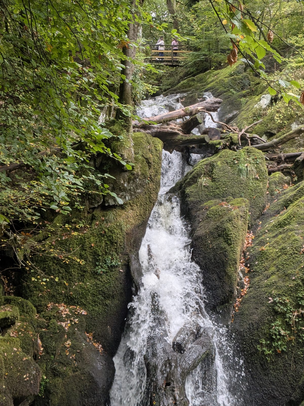 Stock Ghyll Force dropping through a narrow rocky cleft between mossy rocks