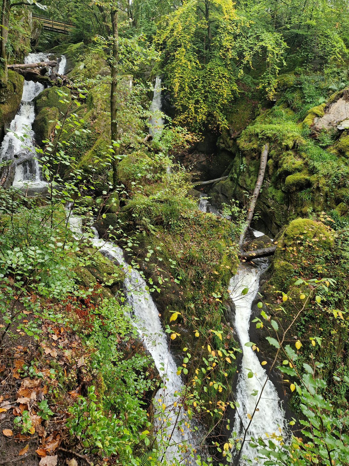 Stock Ghyll Force seen from the viewpoint: two ribbons of white water falling through a mossy rocky cleft in the woods