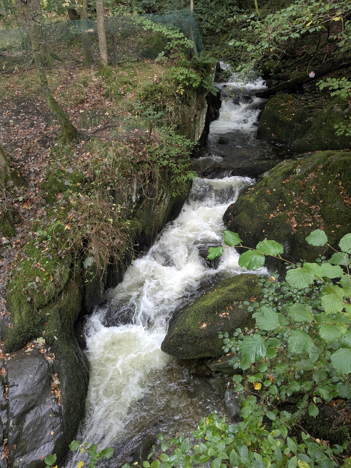 The upper falls: white water pouring down a narrow rocky channel beside a mossy bank