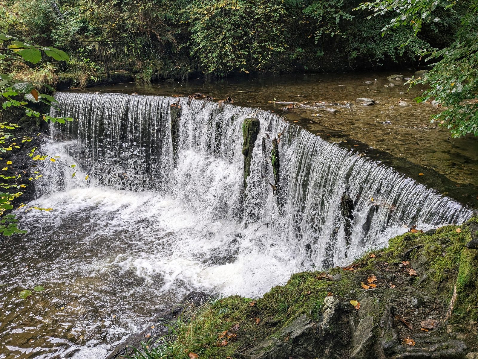 A wide curved weir with white water spilling over its edge into a pool, in woodland