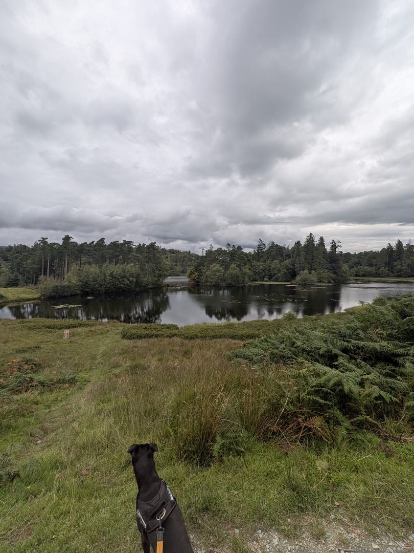 Cass, a Staffordshire Bull Terrier, sitting on the grass above Tarn Hows looking out over the water to the wooded far shore