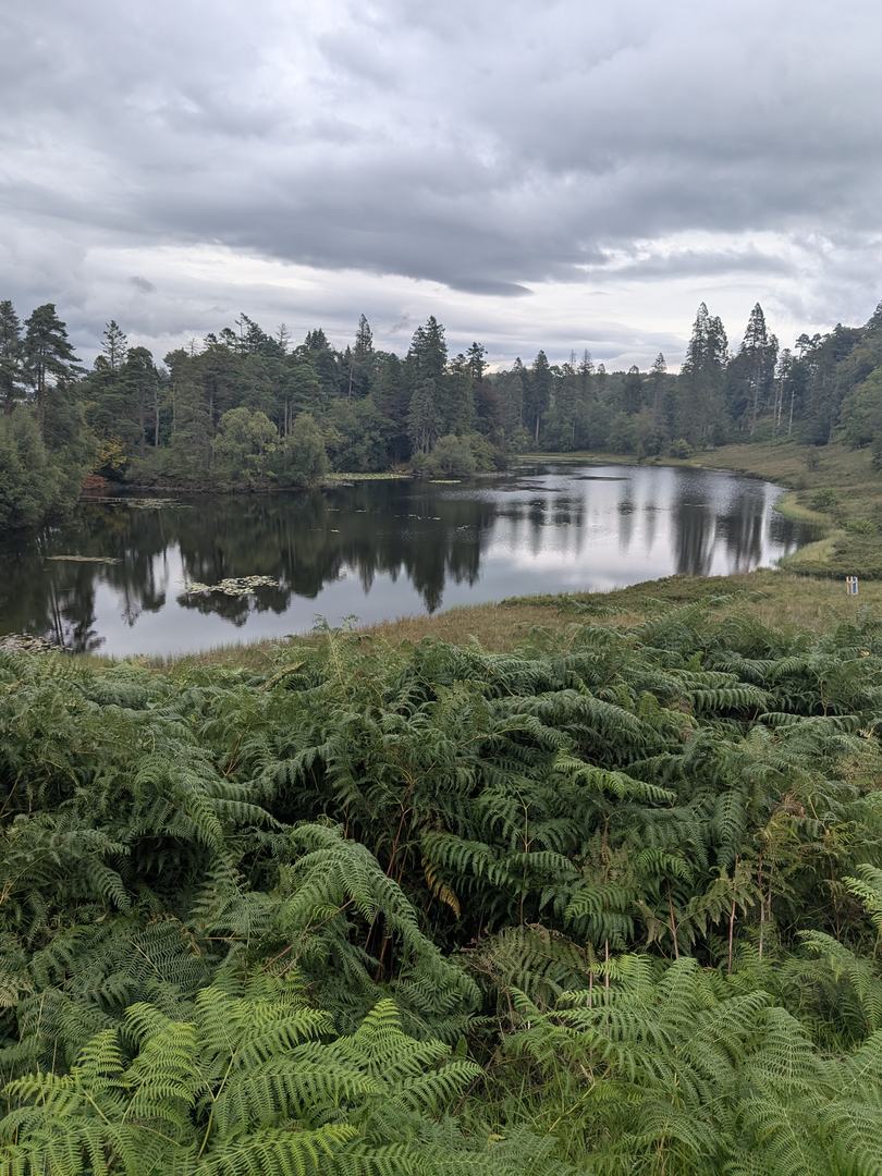 Tarn Hows seen over a bank of bracken, with lily pads on the still water and the wooded shore reflected under a grey sky