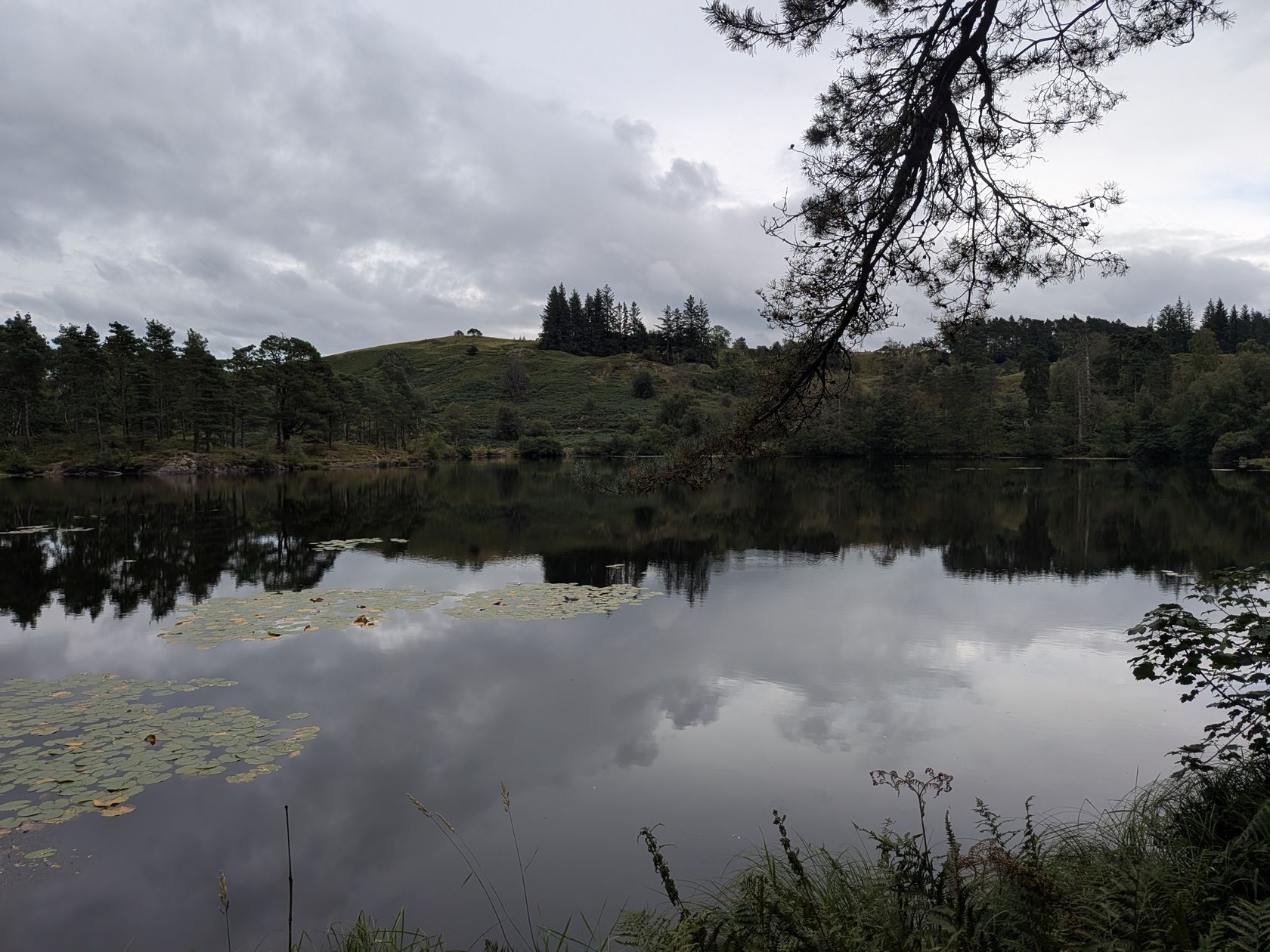 Still water and lily pads at Tarn Hows beneath a pine branch, near Hawkshead, Lake District