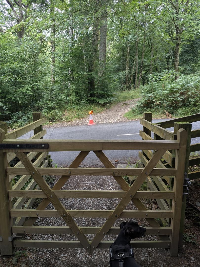 Wooden gate opening onto the lane at Tarn Hows, with a Staffordshire Bull Terrier waiting at the gate