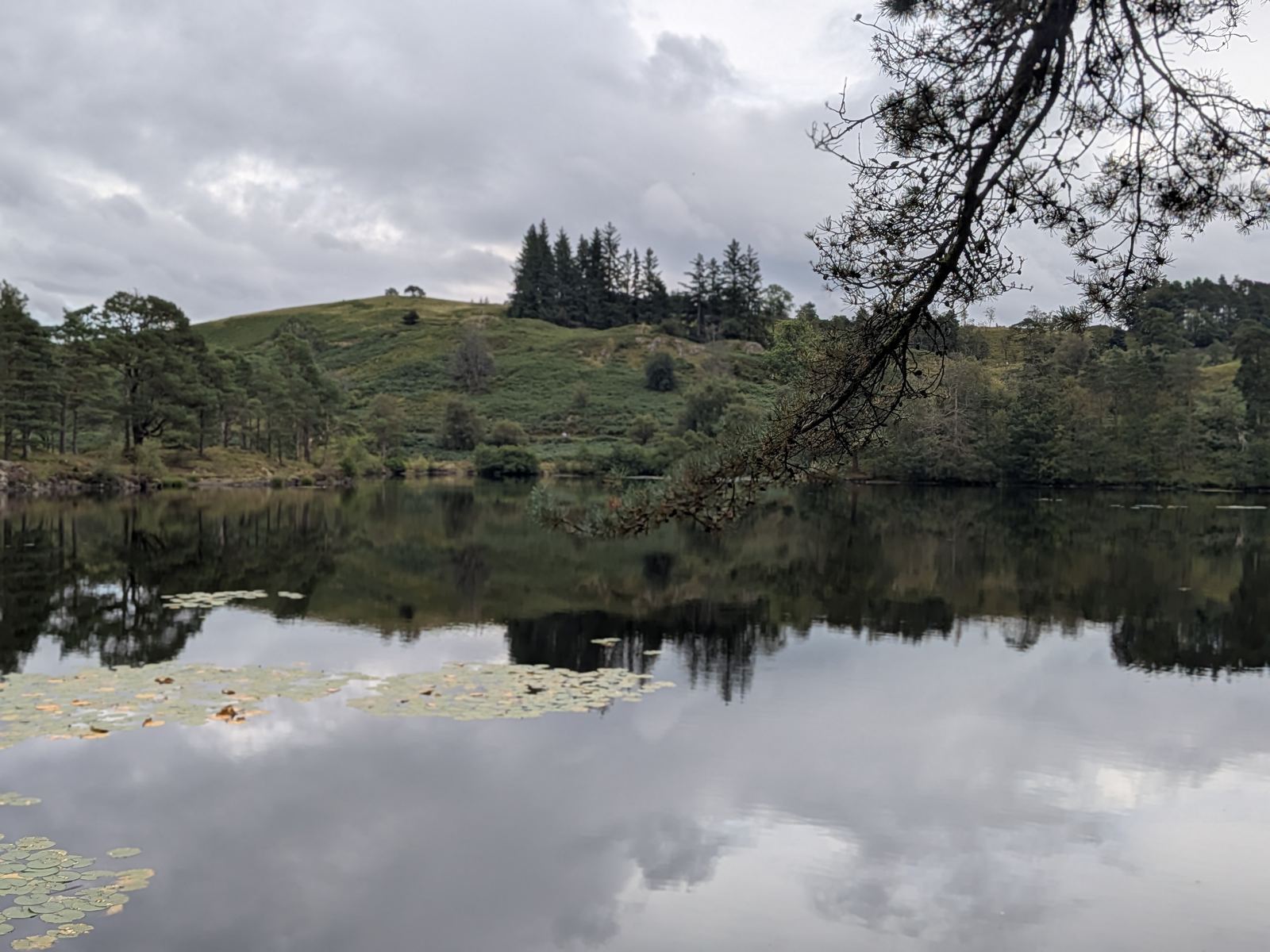 Still water and lily pads at Tarn Hows reflecting cloud, beneath an overhanging pine branch, with the wooded shore beyond