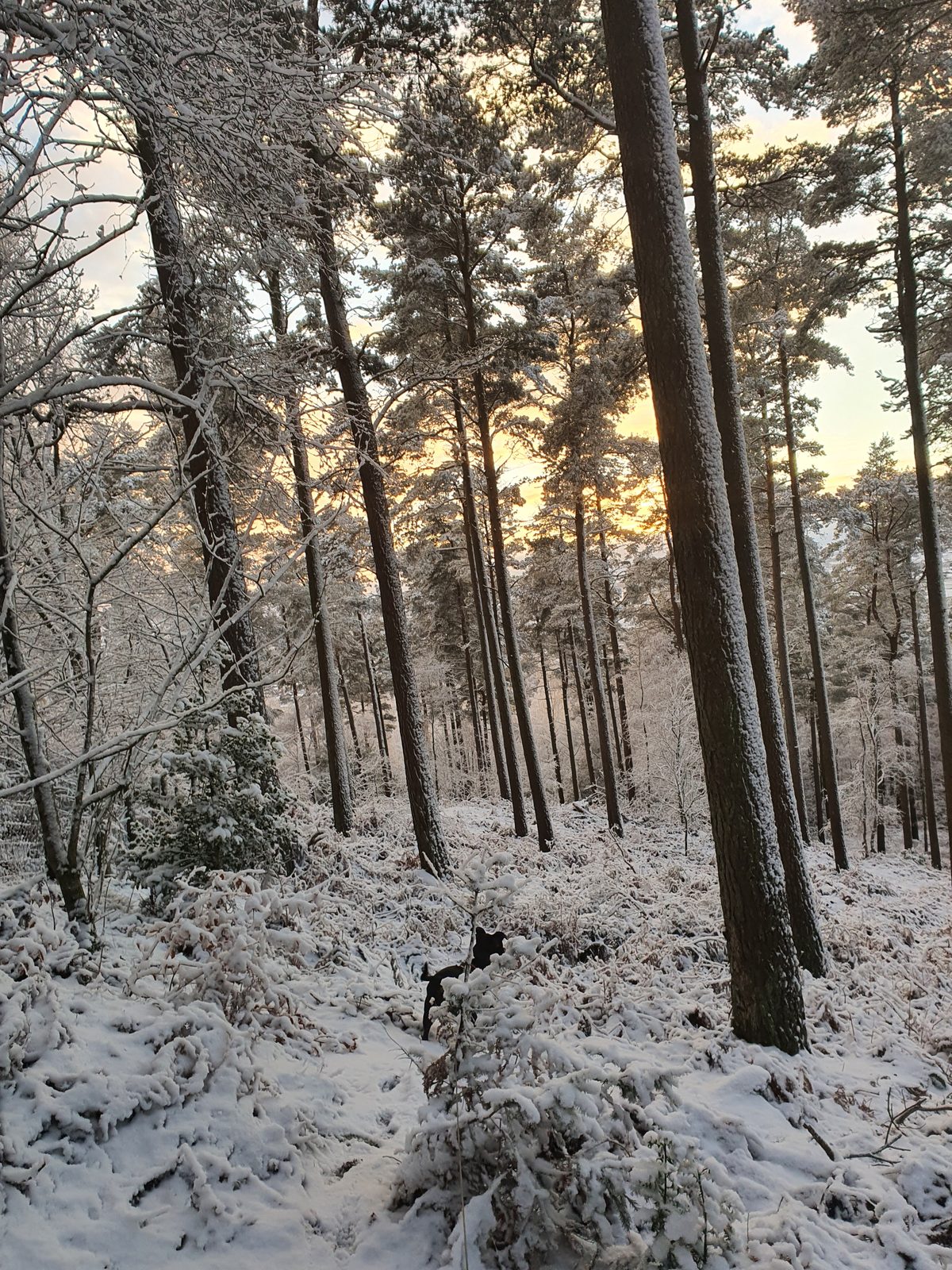 Penrith Beacon