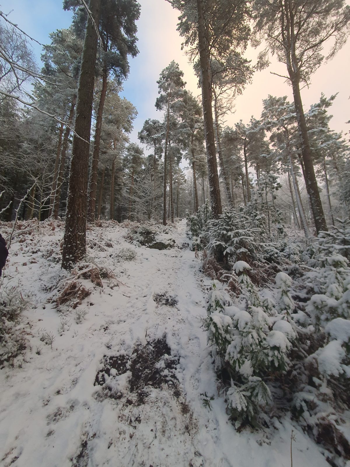 In the Beacon woods