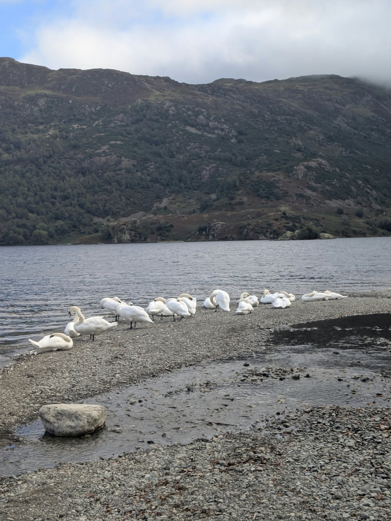 Swans resting on the shingle at Glencoyne Bay with Ullswater and the fells beyond under cloud