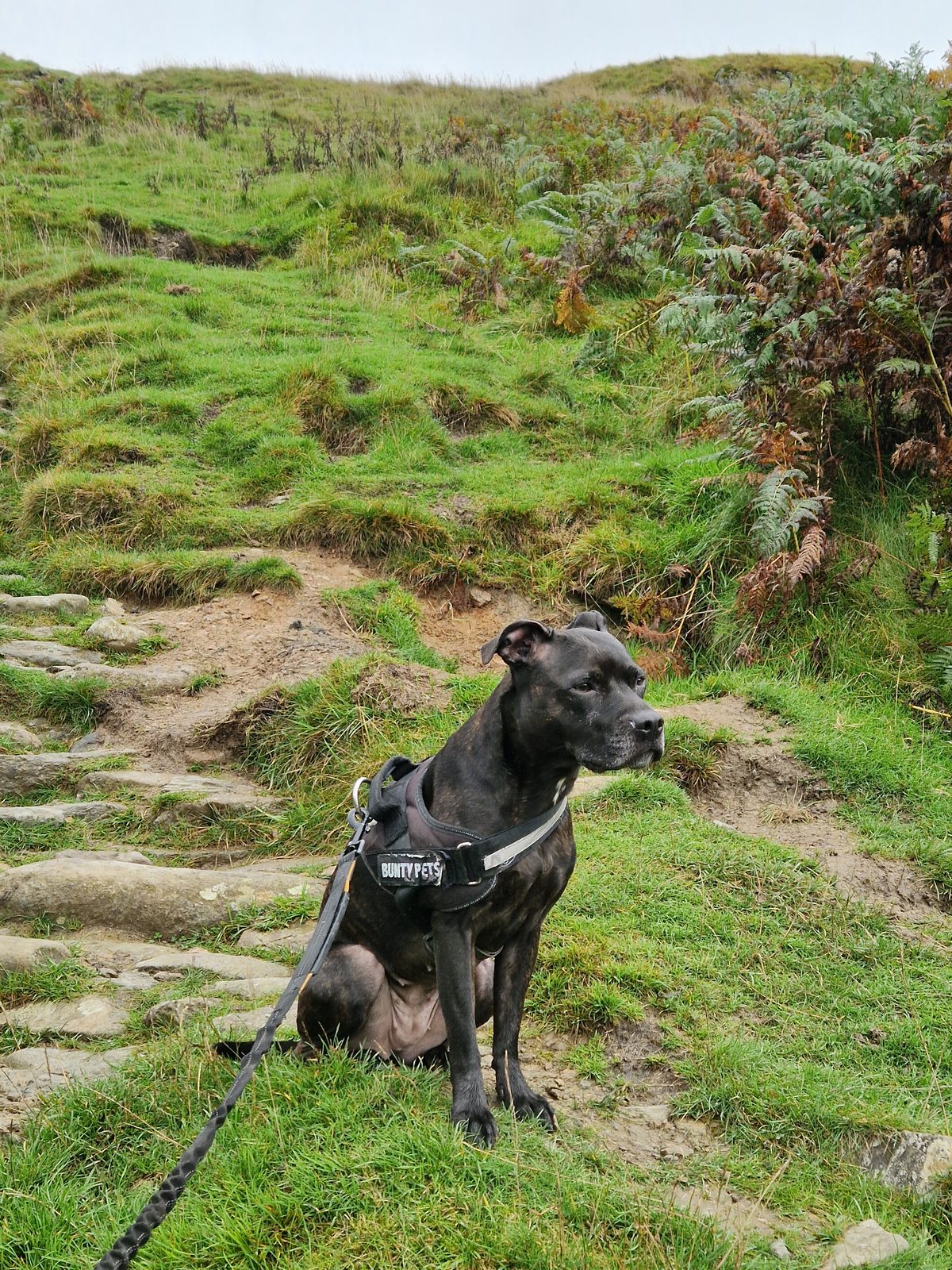 Cass, a Staffordshire Bull Terrier in a harness, sitting on the grass beside the pitched stone path, on the lead
