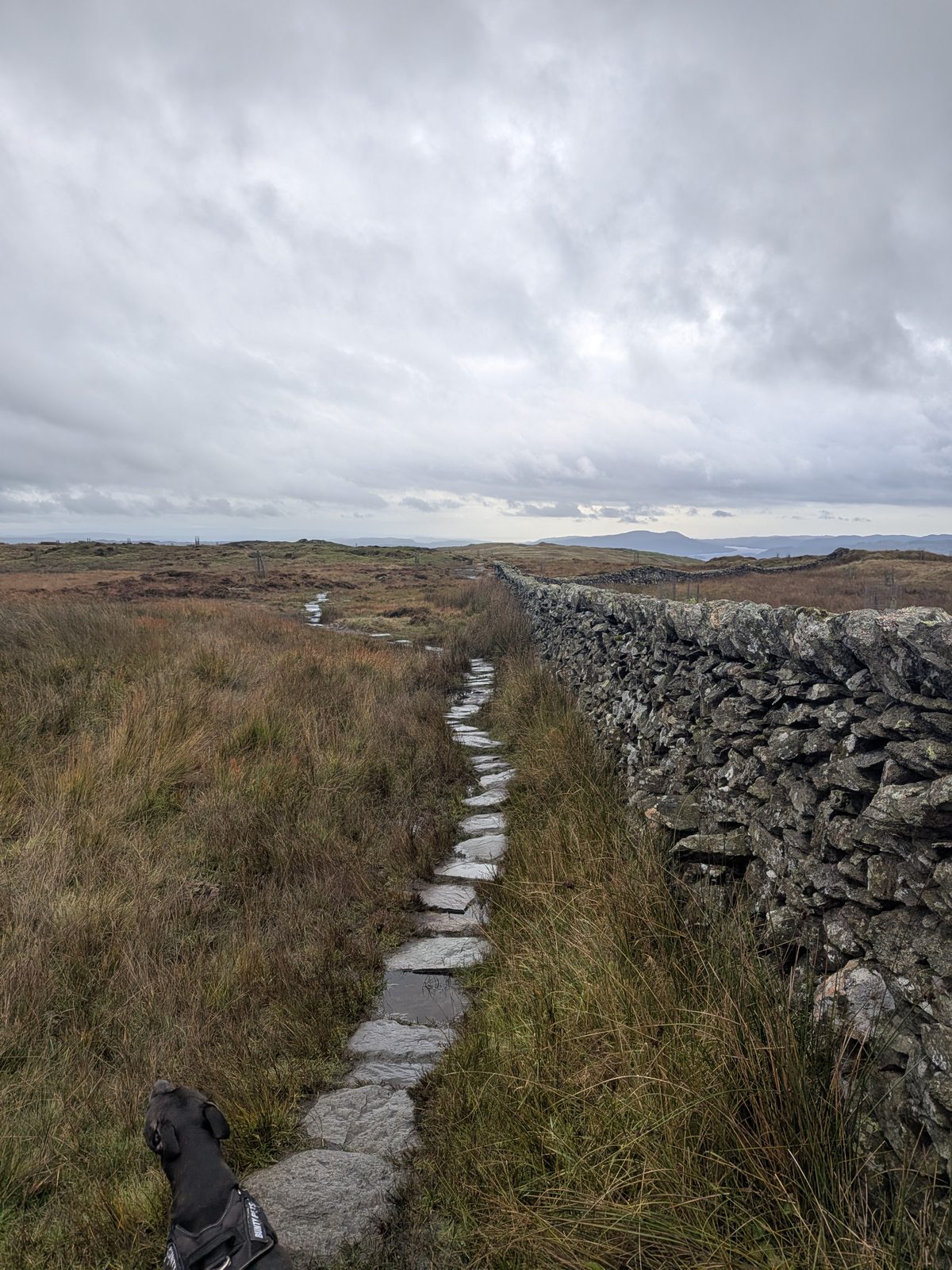A flagged stone path running beside a dry-stone wall across open fell, with Cass, a Staffordshire Bull Terrier, on the lead in the foreground