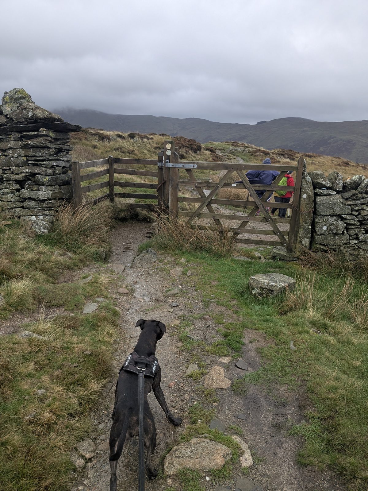 Cass, a Staffordshire Bull Terrier on the lead, in front of a wooden gate in a stone wall